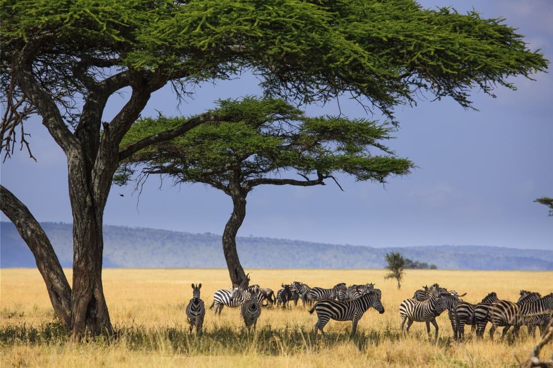 Parque Nacional del Serengeti